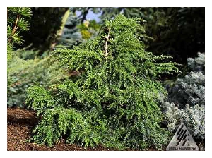 TSUGA canadensis 'Dawsoniana'